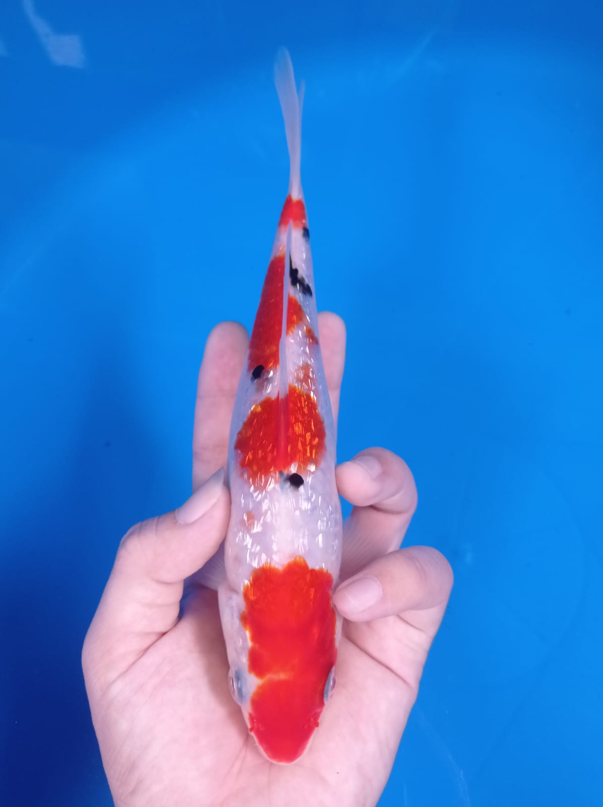 SANKE GINRIB 23cm