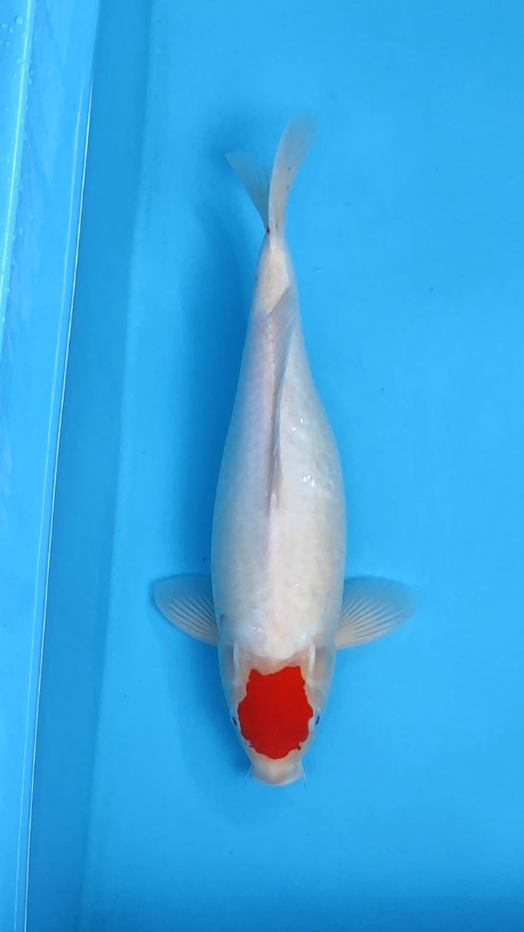 TC KOHAKU 39cm