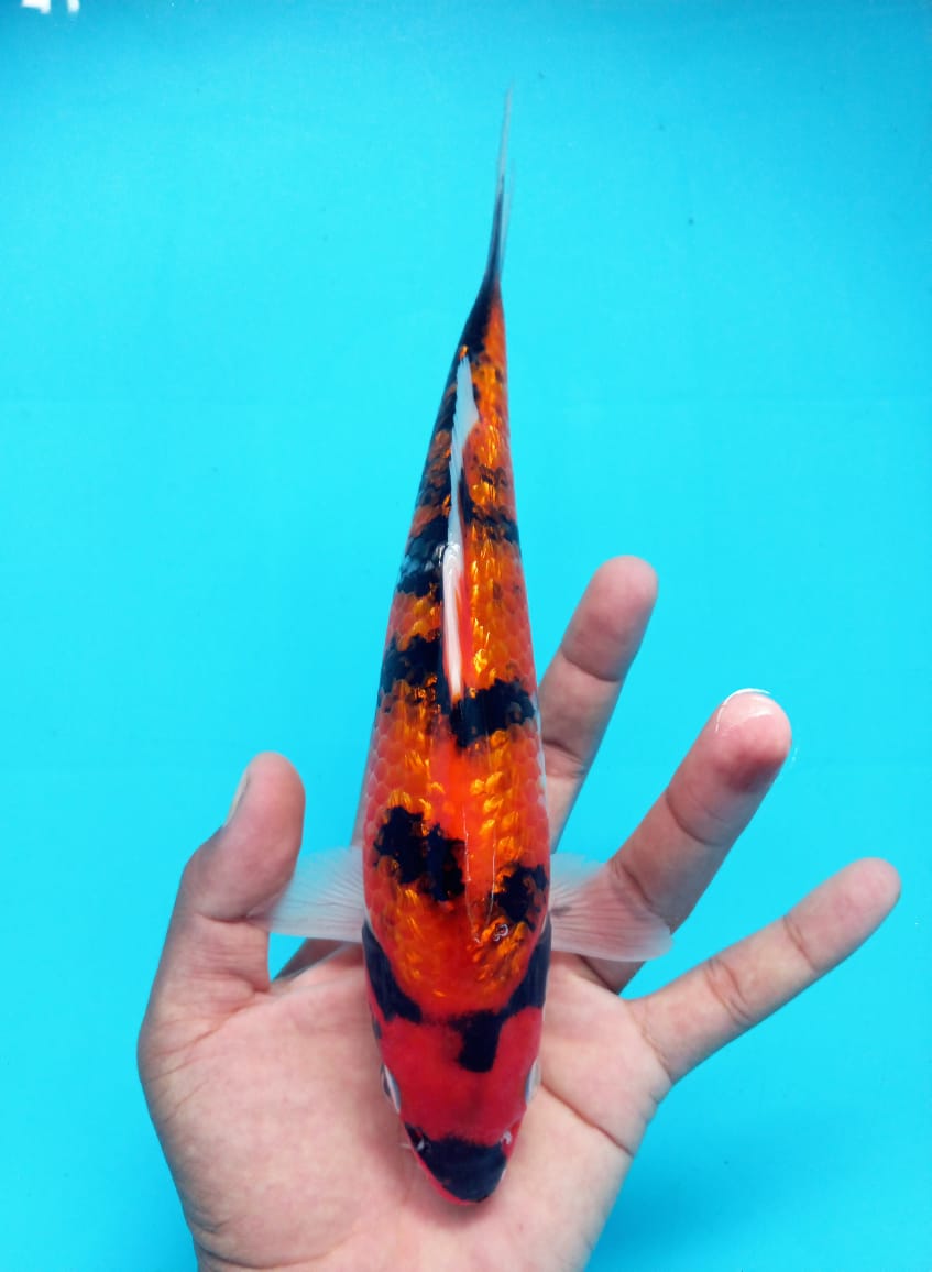 HI SHOWA GINRIN 24cm