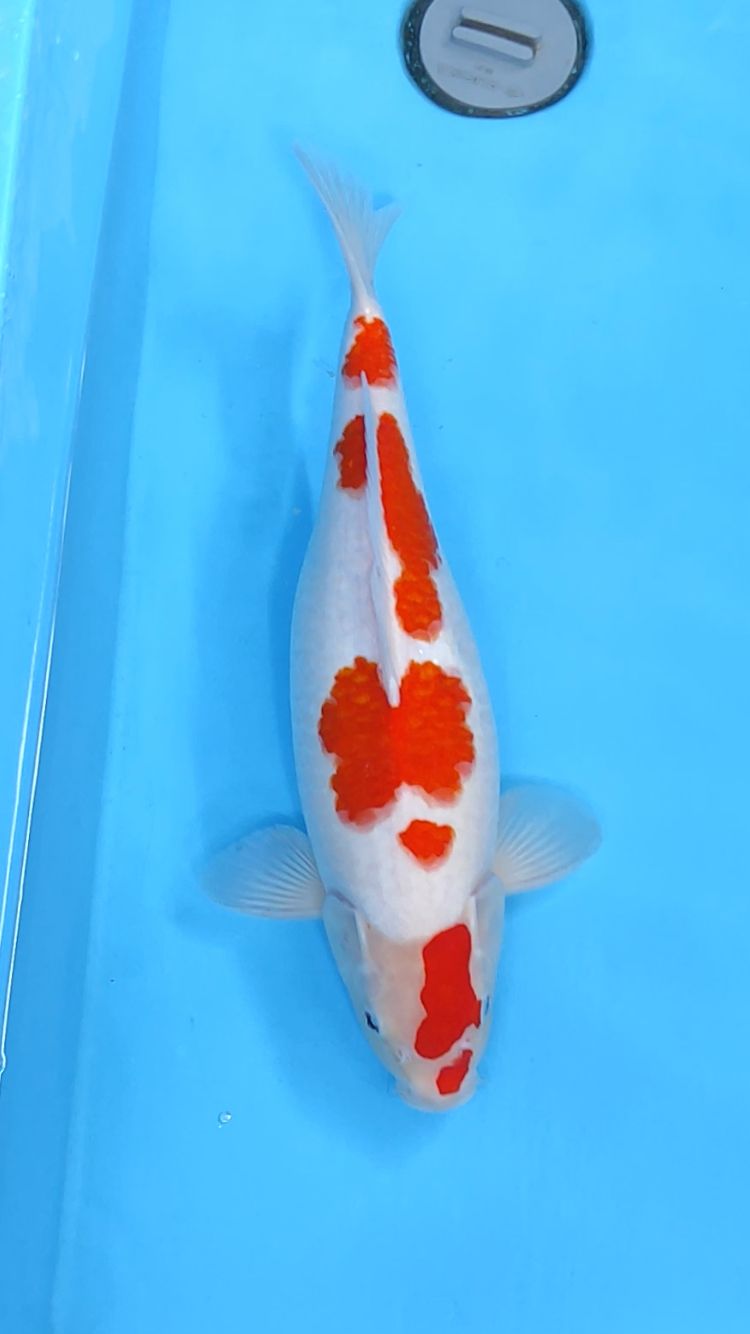 KOHAKU 42cm