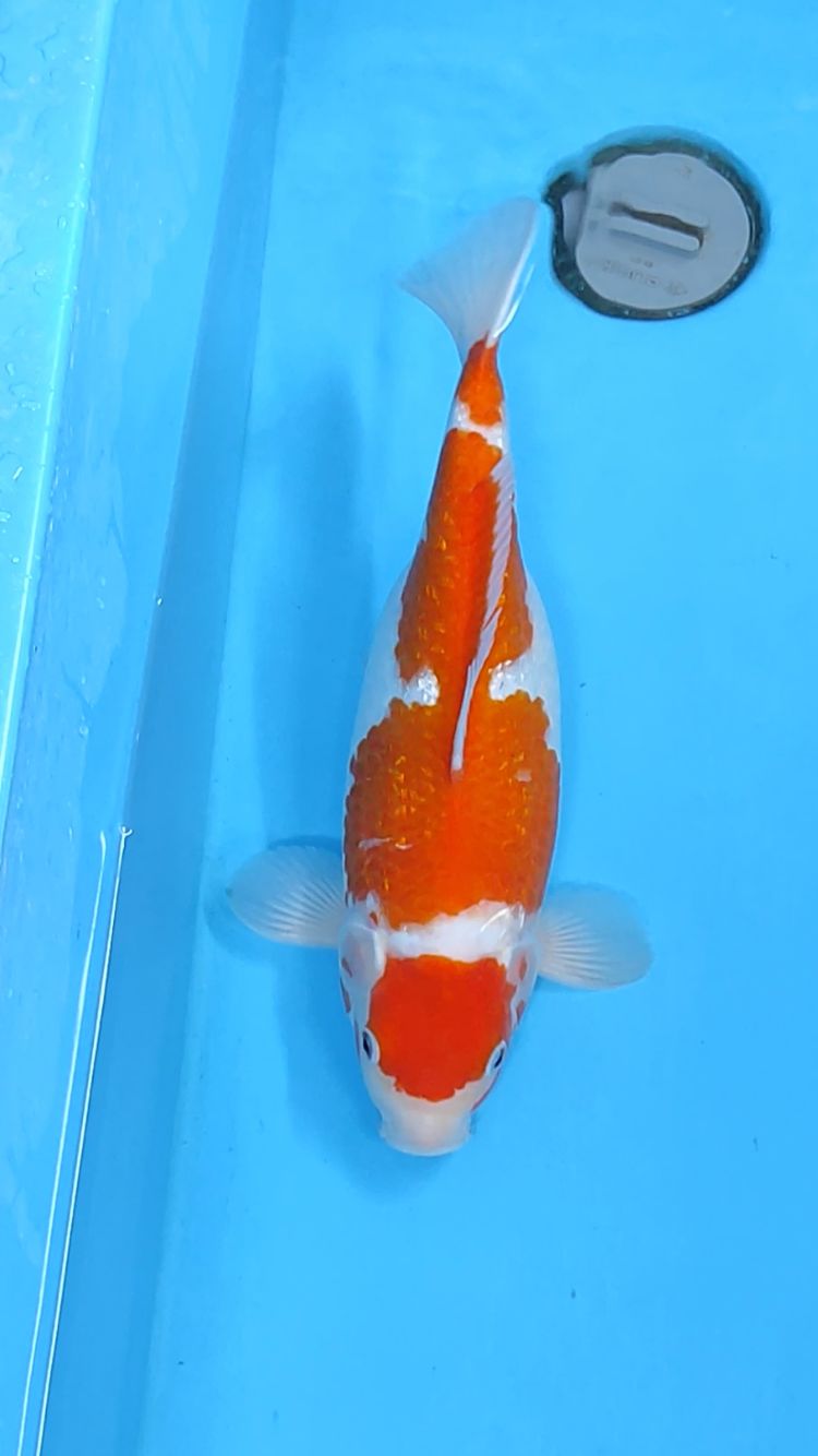 KOHAKU MARUTEN SHOTBODY 34cm