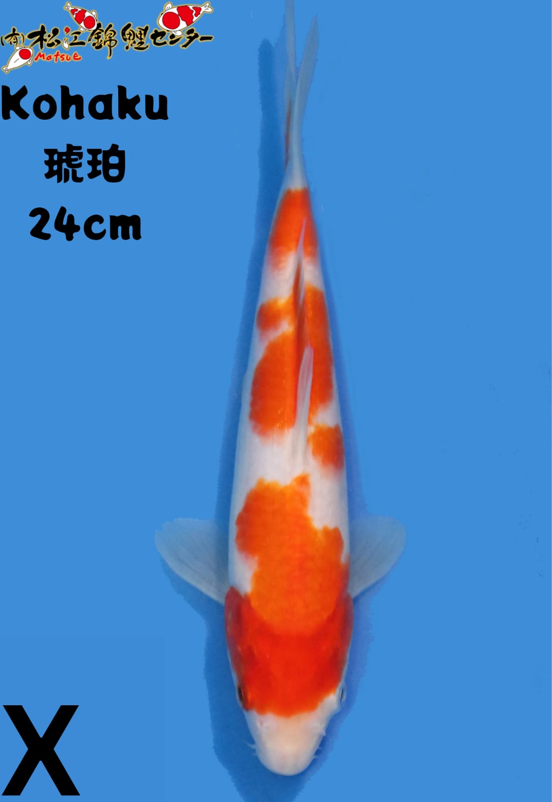 KOHAKU 24cm