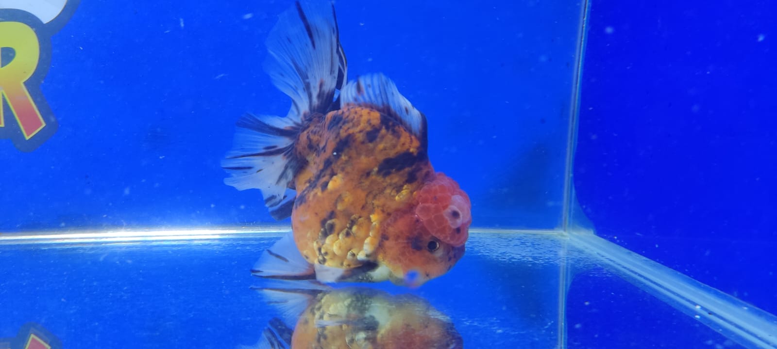 ORANDA TIGER 19cm