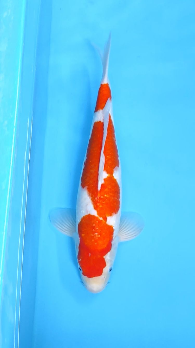 KOHAKU 42cm