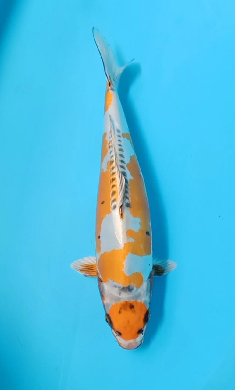 MARUTEN KIKO HIKARI 35cm
