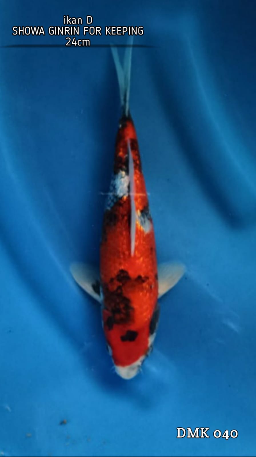 SHOWA GINRIN BAHAN KEEPING 24cm
