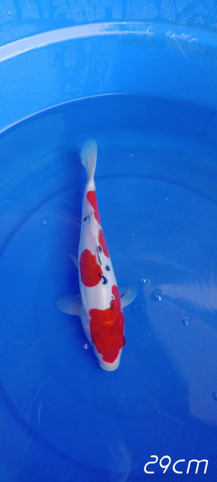 SANKE DOITSU 29cm