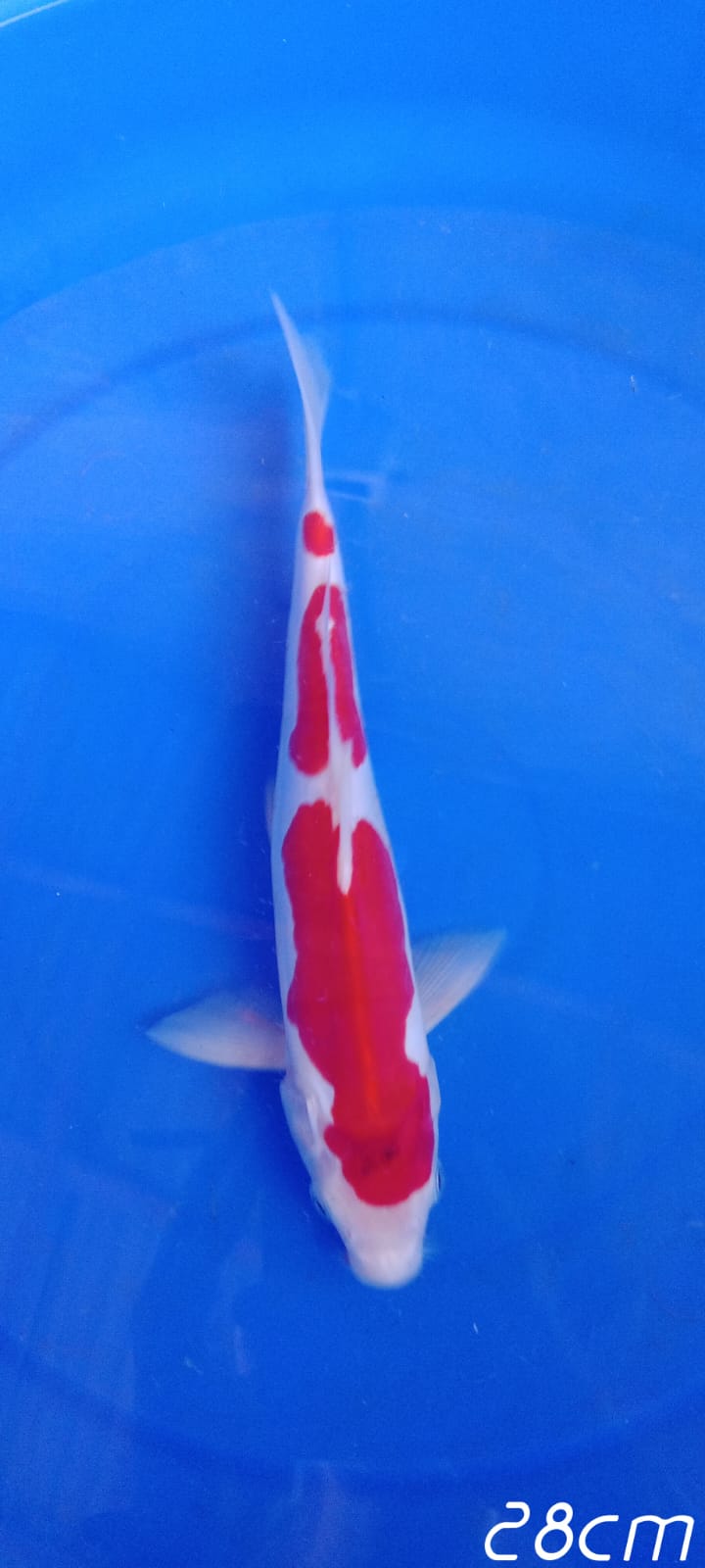 KOHAKU DOITSU 282cm