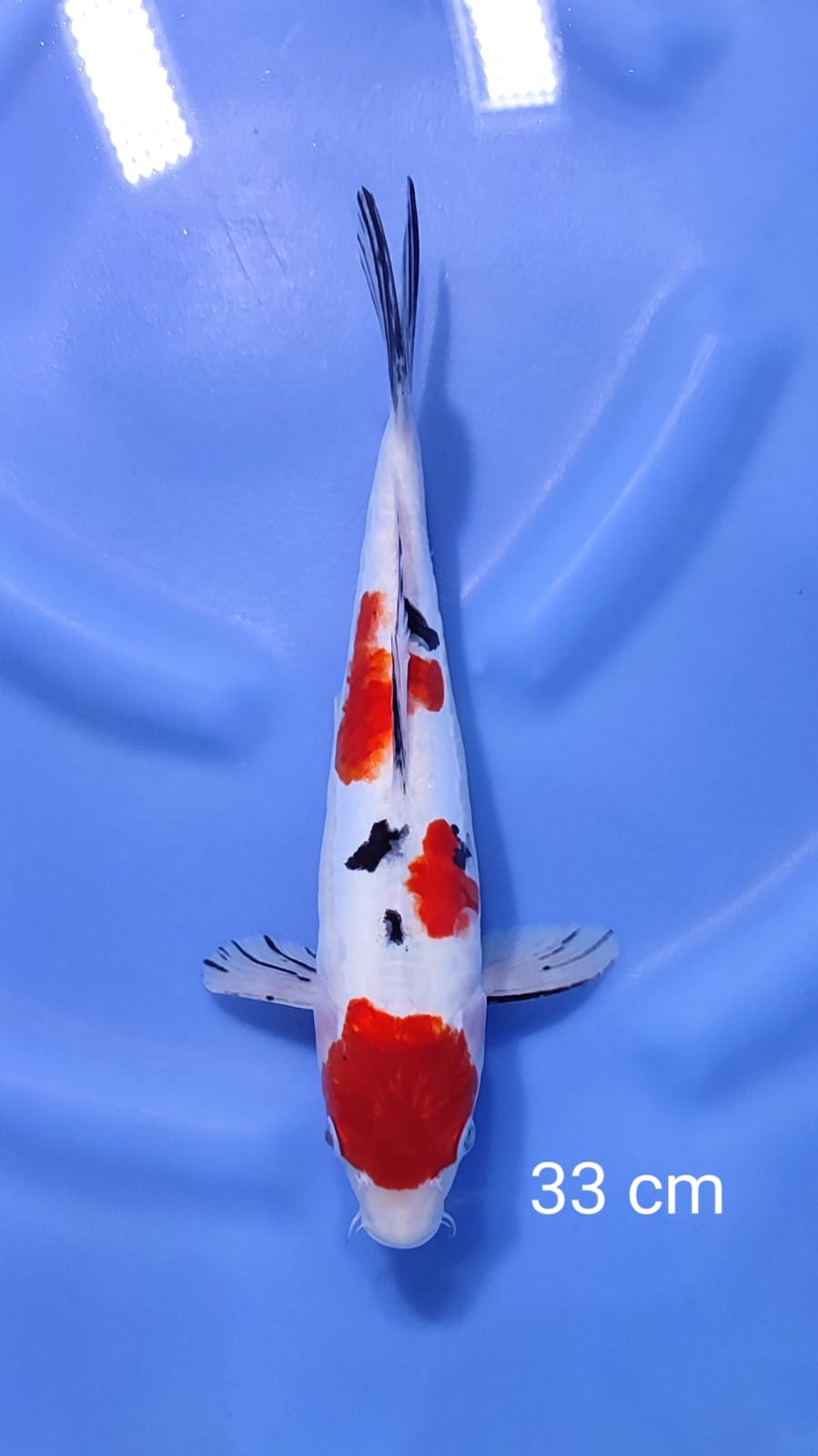 SANKE DOITSU 33cm
