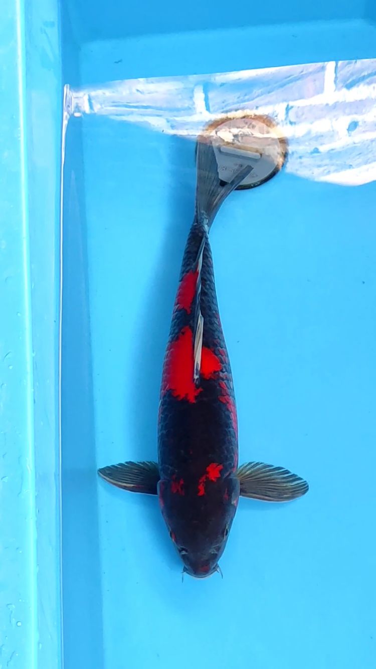 SHOWA KURO GHOSIKI 40cm