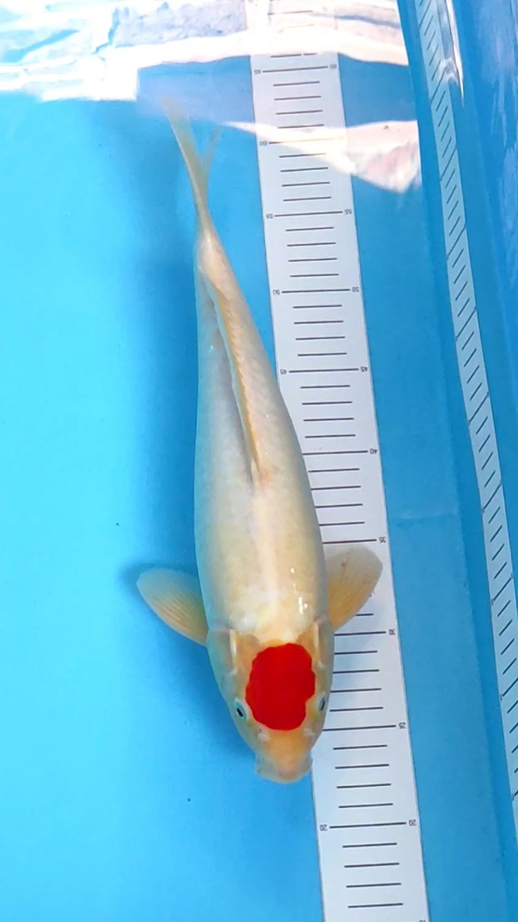 TC KOHAKU 39cm