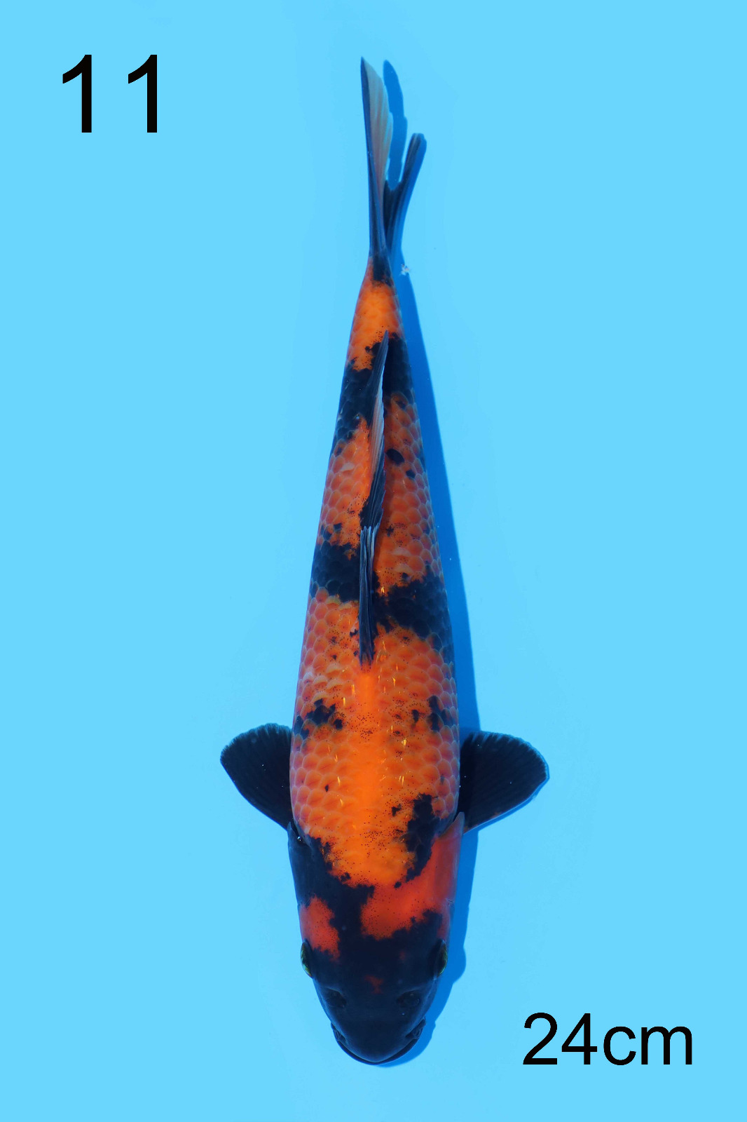 HI-UTSURI IKARASHI 24cm