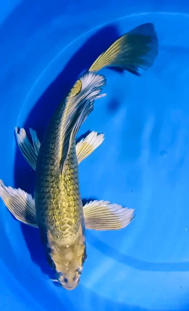 KUMPAY MUKASI GOLD GINRIN 33cm