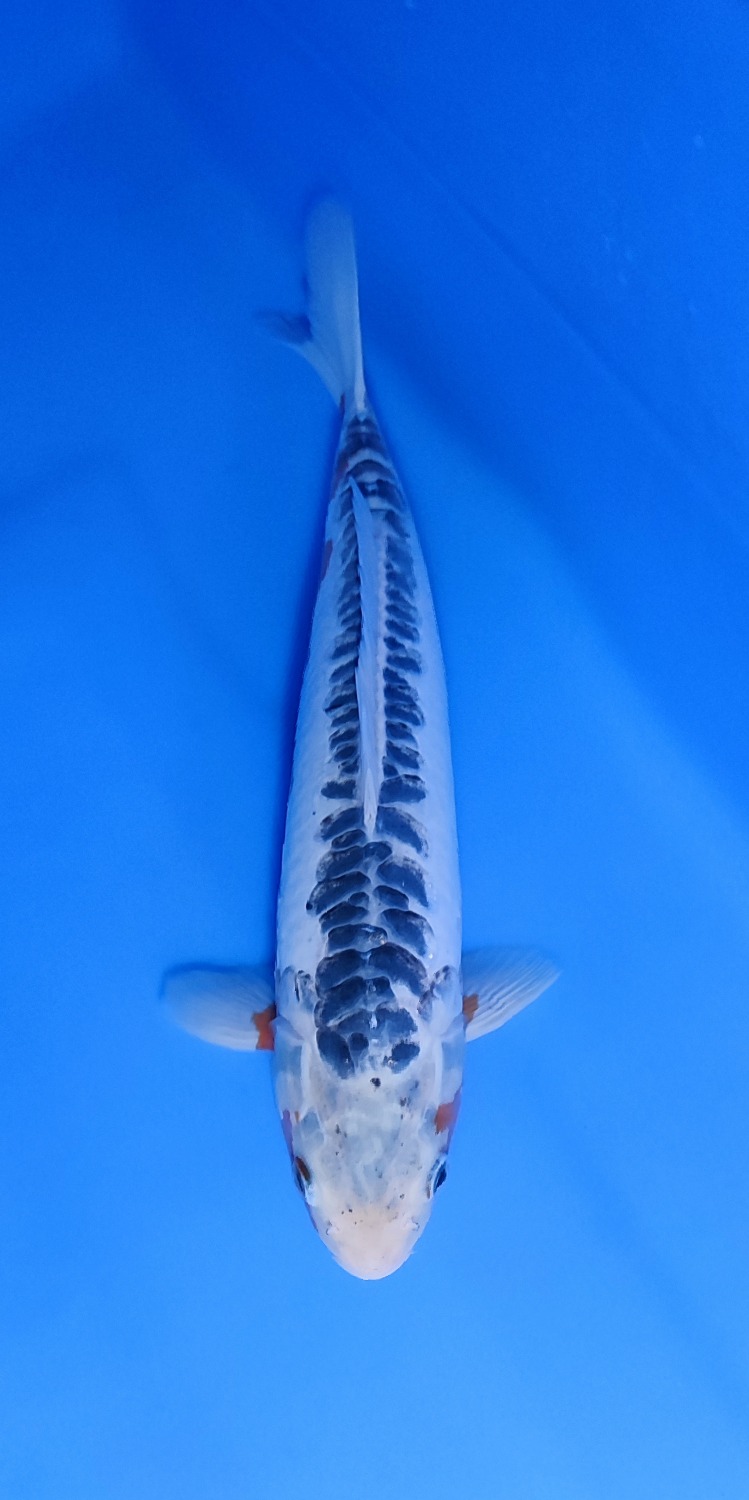 SHUSUI 42cm