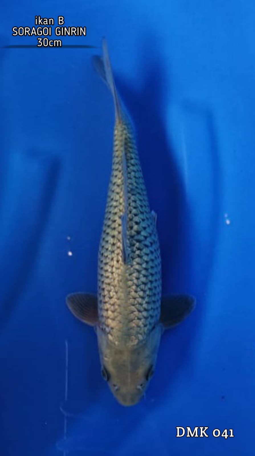 SORAGOI GINRIN 30cm