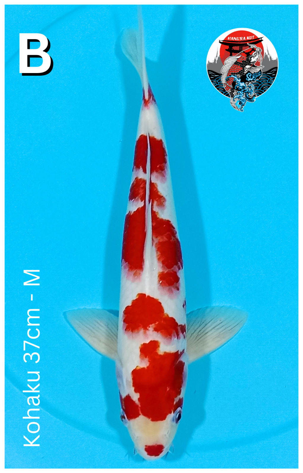 KOHAKU 37cm