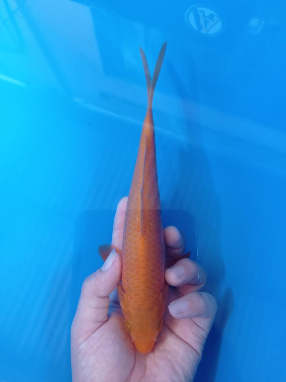 KARAMEL 23cm
