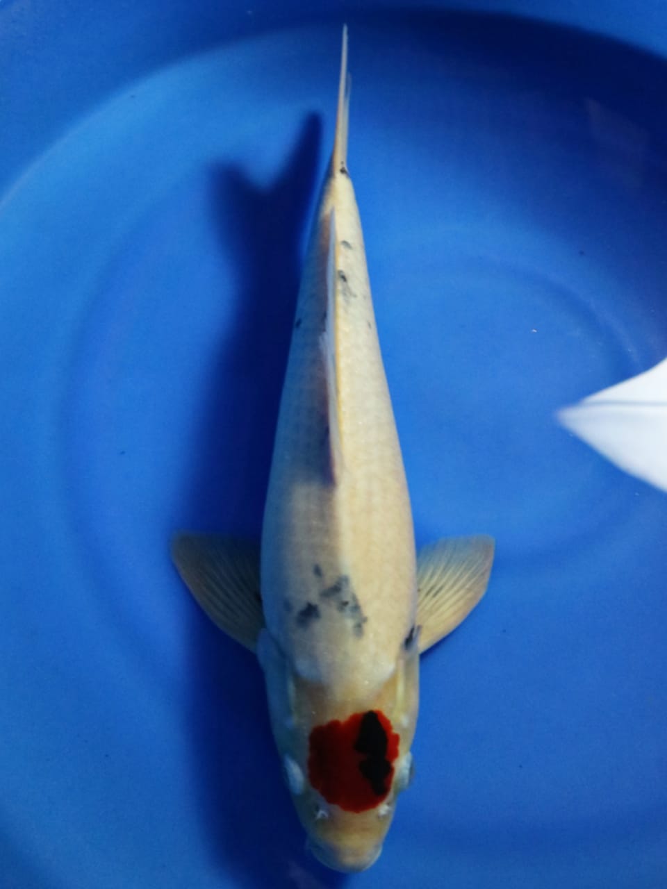 TANCHO SHOWA 43cm MALE