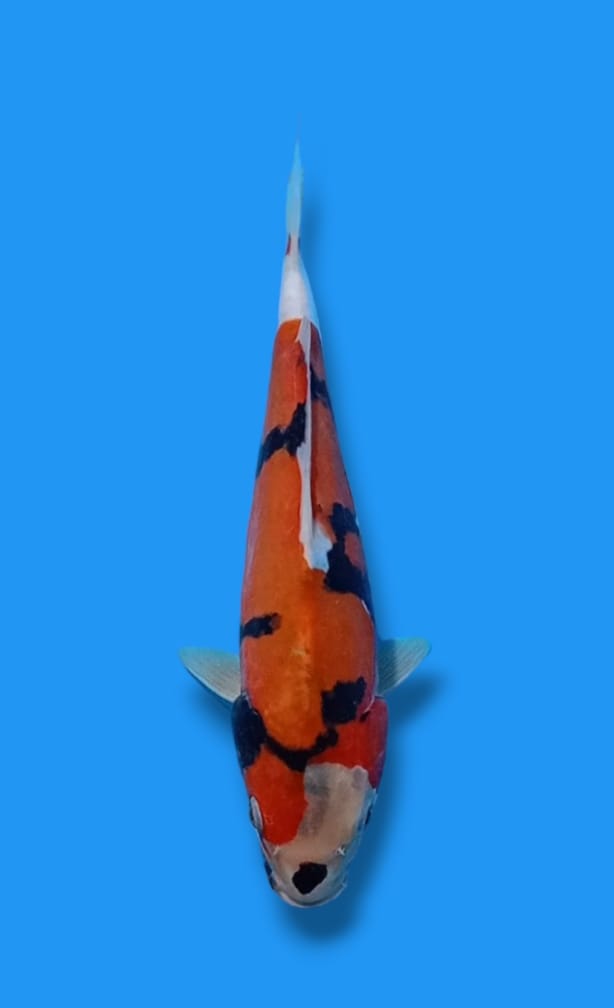 HI SHOWA DOITSU 27cm