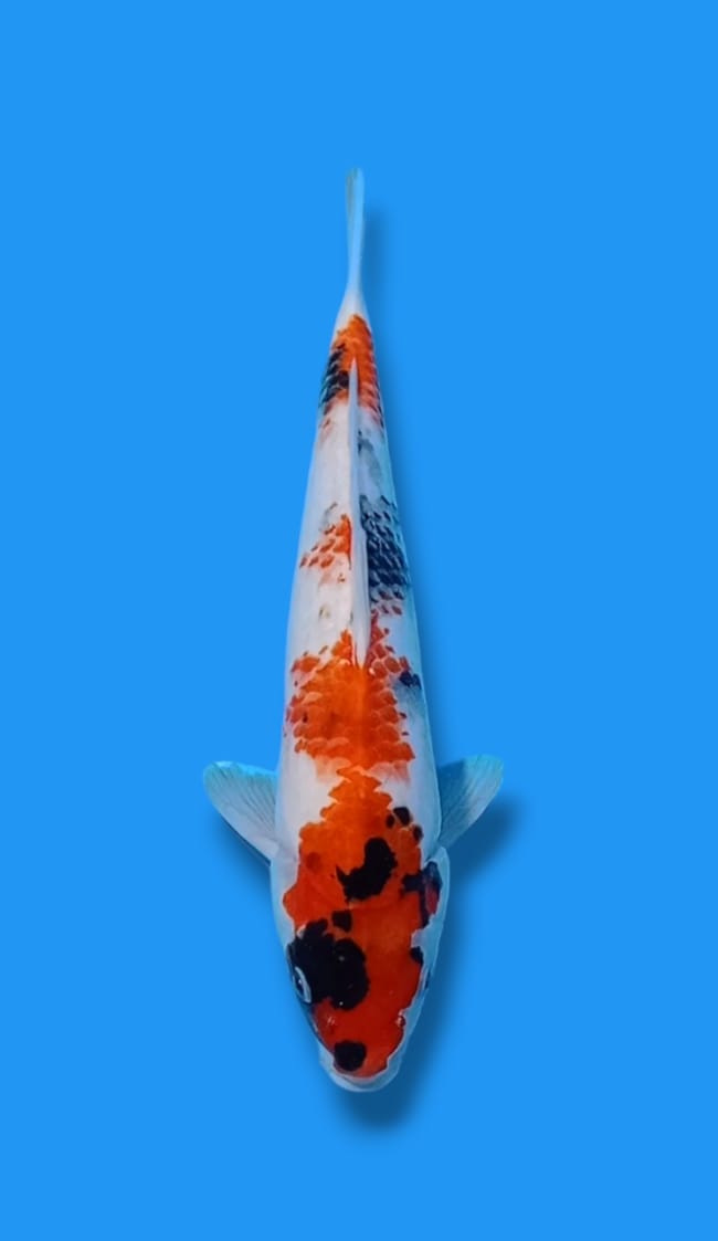 KANOKO SHOWA 29cm
