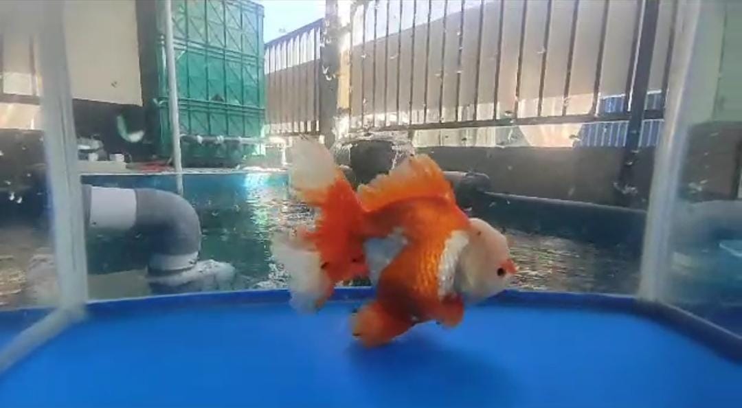 ORANDA REDWHITE 12cm
