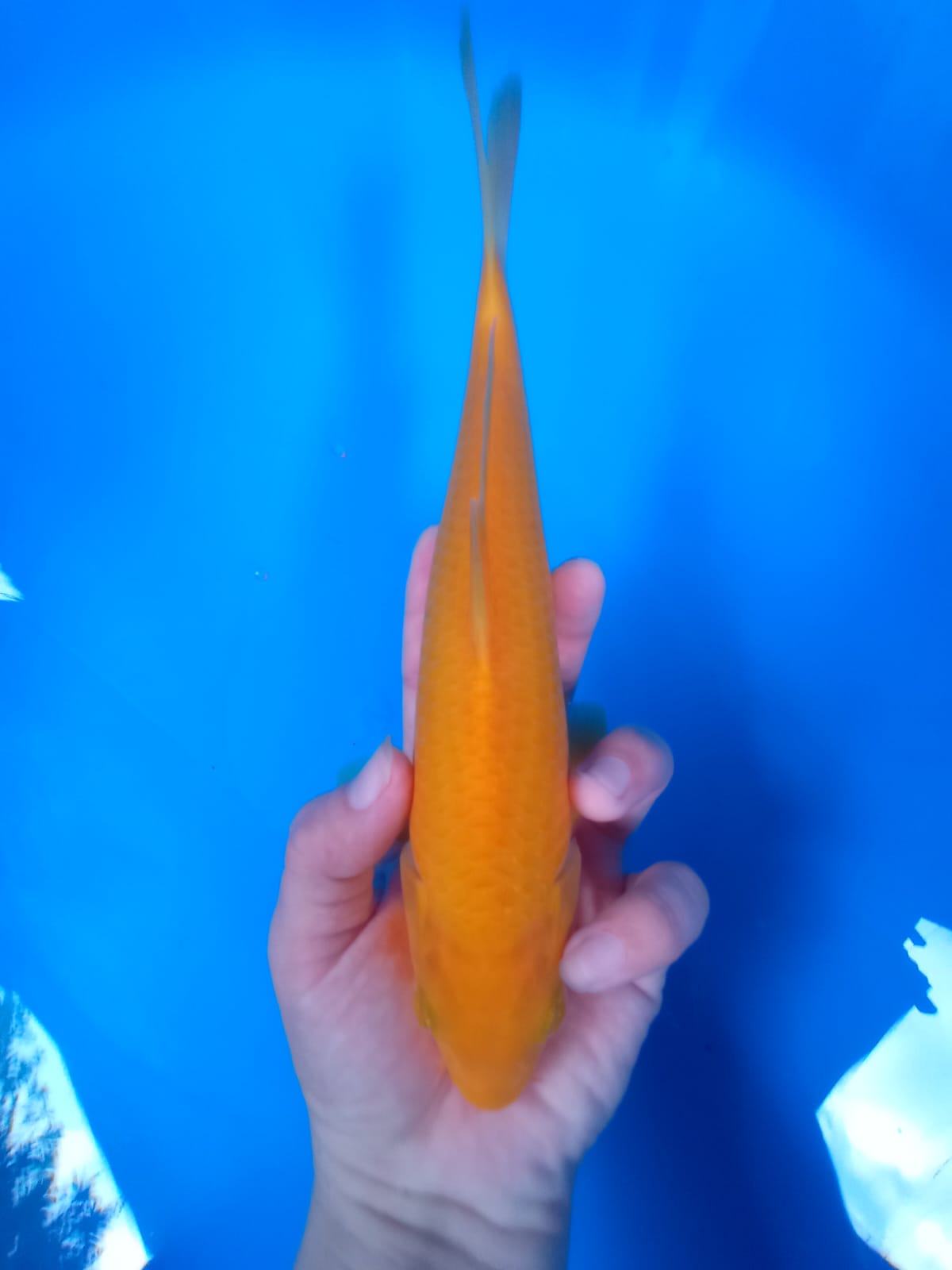 KARAMEL 25cm