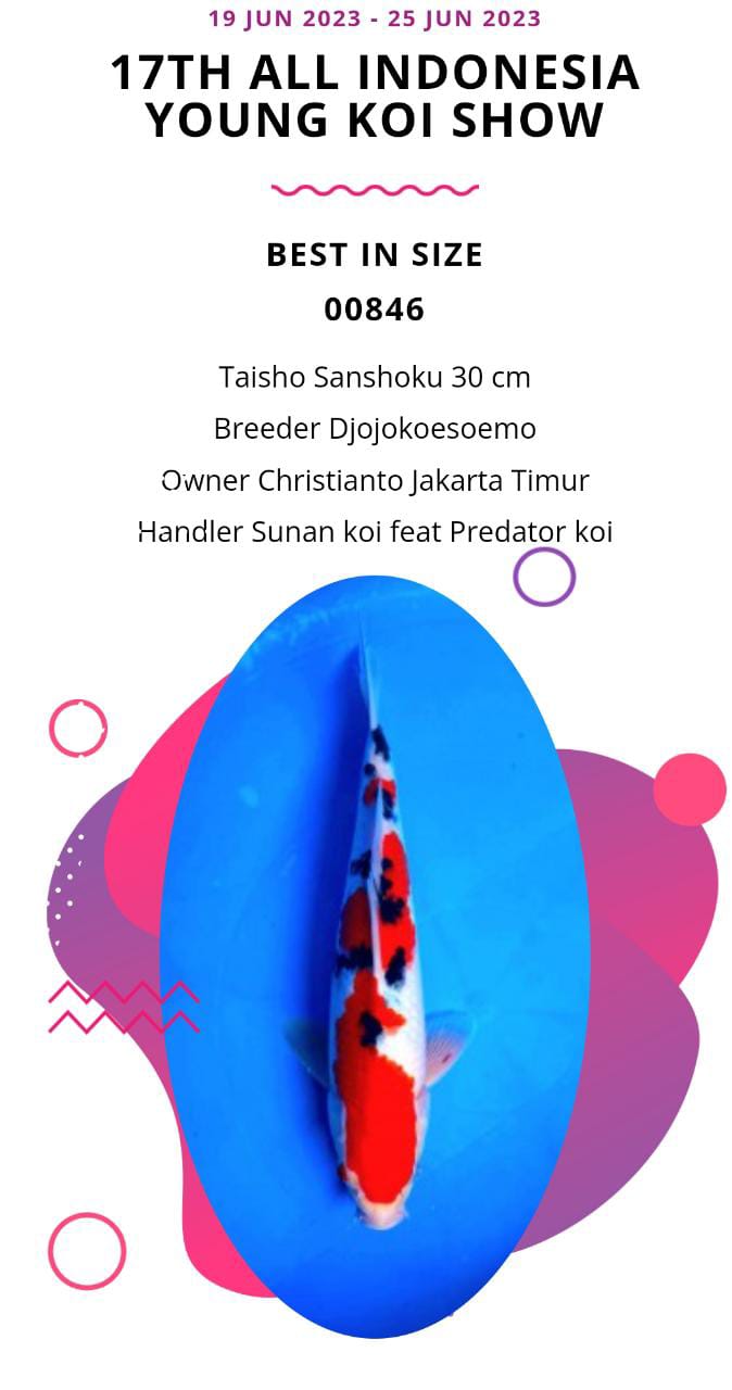 TAISHO SANSHOKU 30cm