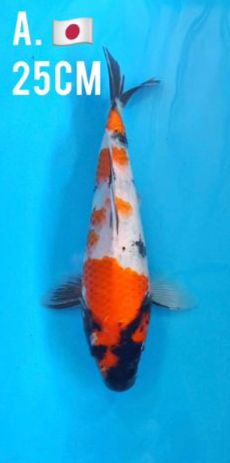 ISA SHOWA 25cm