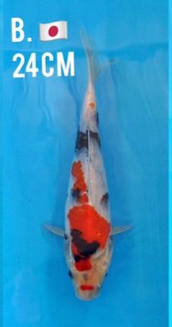 ISA SHOWA 24cm