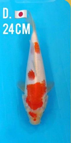 MARUDO KOHAKU 24cm