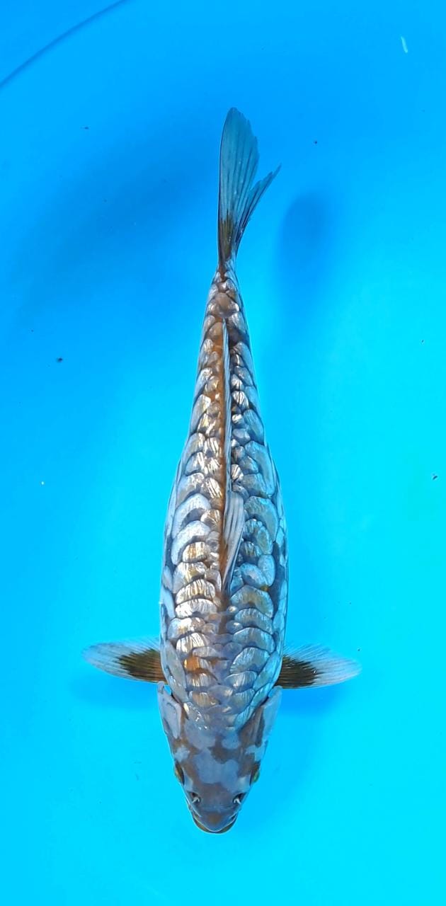 ARAGOKE GINRIN 37cm