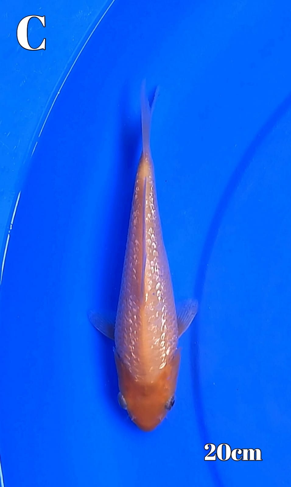 KARASI GINRIN BAHAN KEEPING 20cm