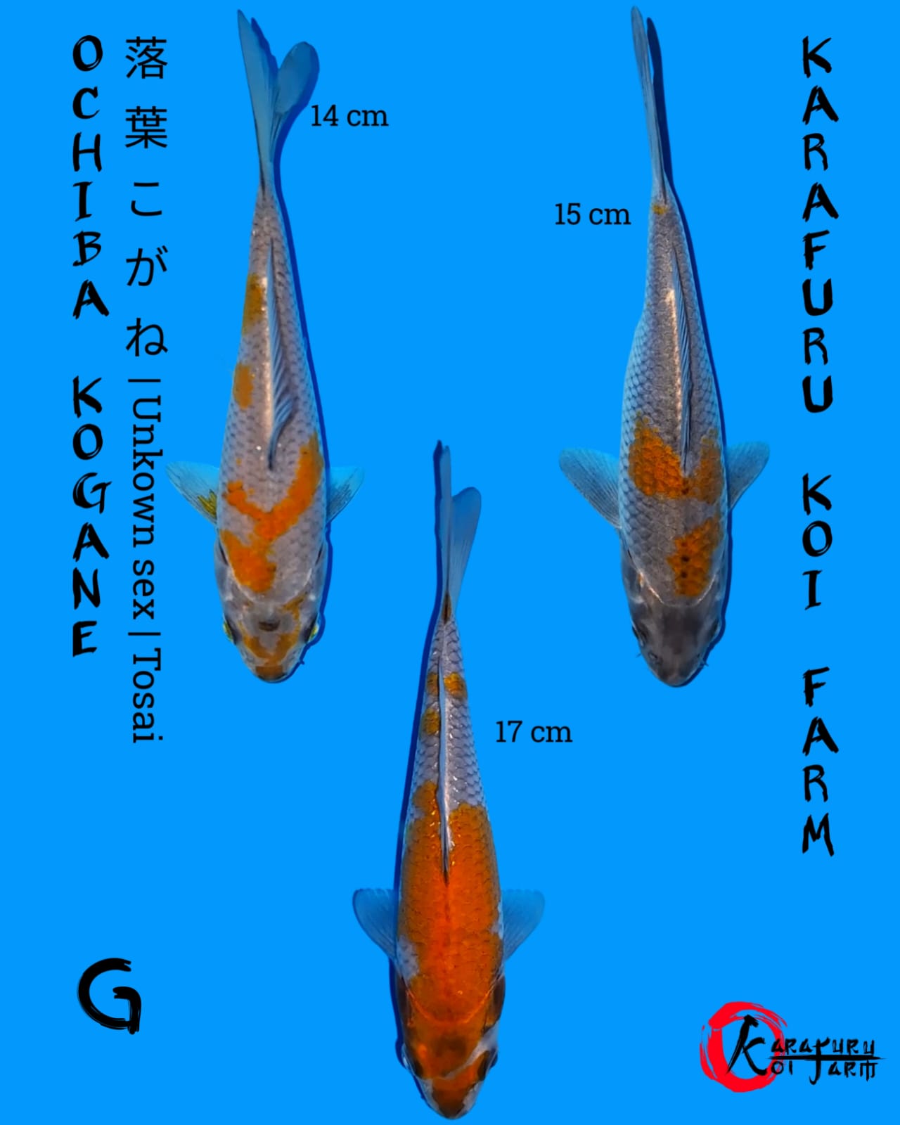 OCHIBA KOGANE 14 17cm