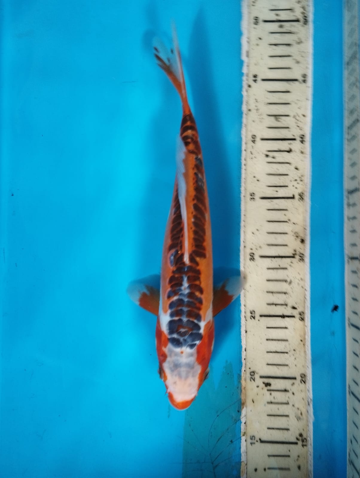SHUSUI 29cm