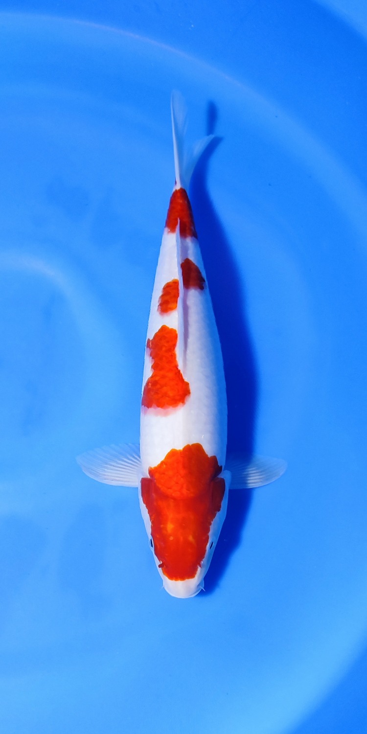 KOHAKU 34cm