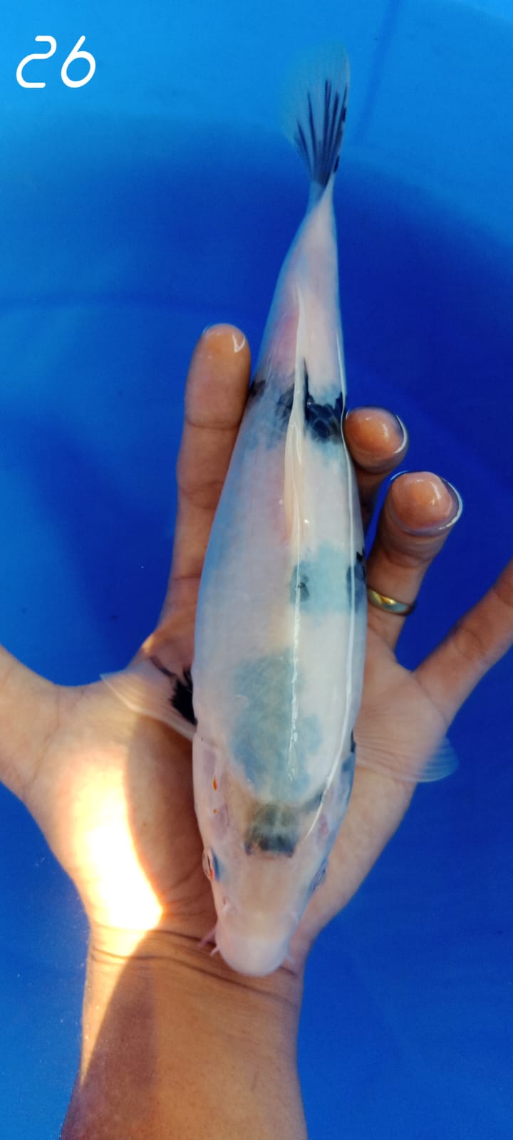 SHIRO BAHAN ISTIMEWA 26cm