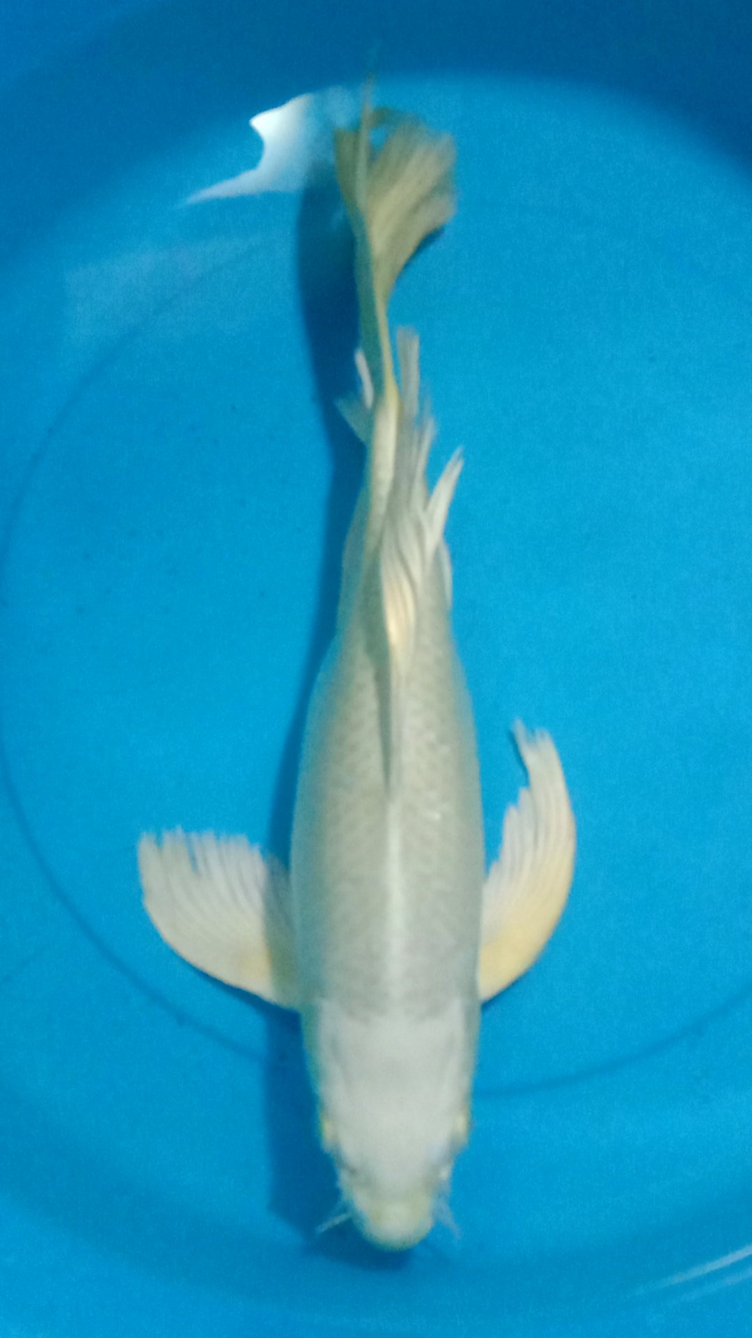 OGON SLAYER 39cm