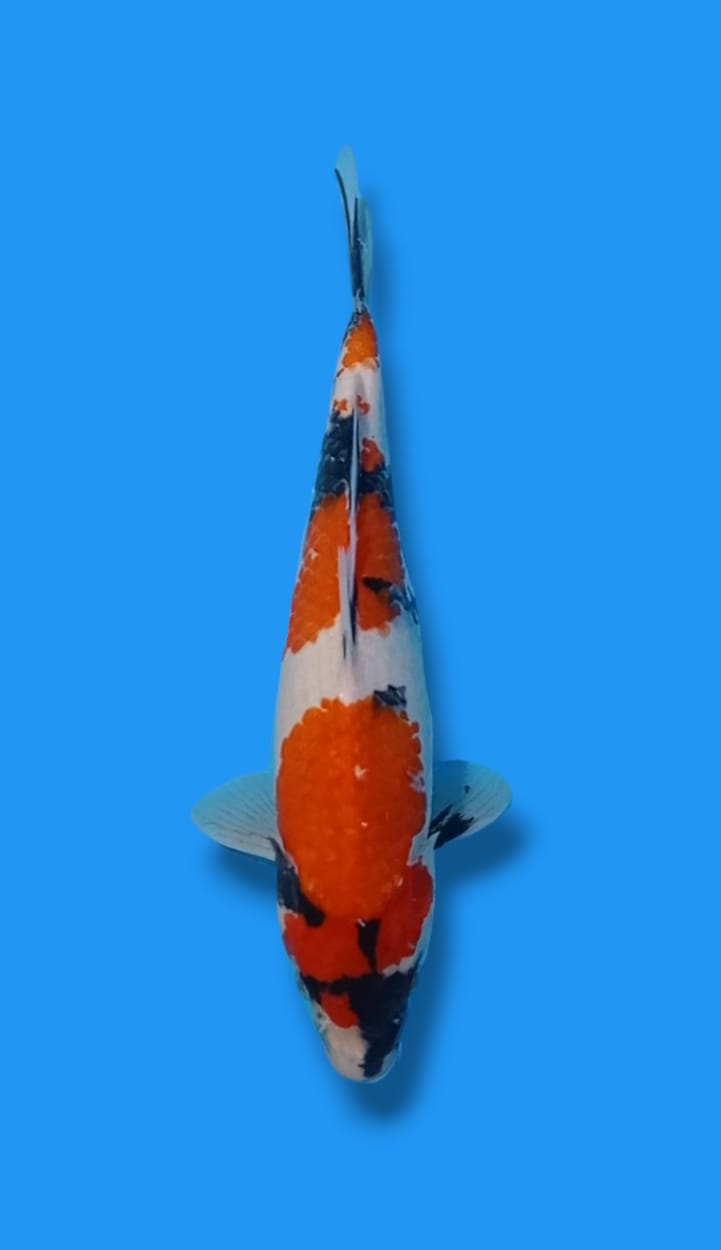 3STEP SHOWA SANSHOKU 28cm