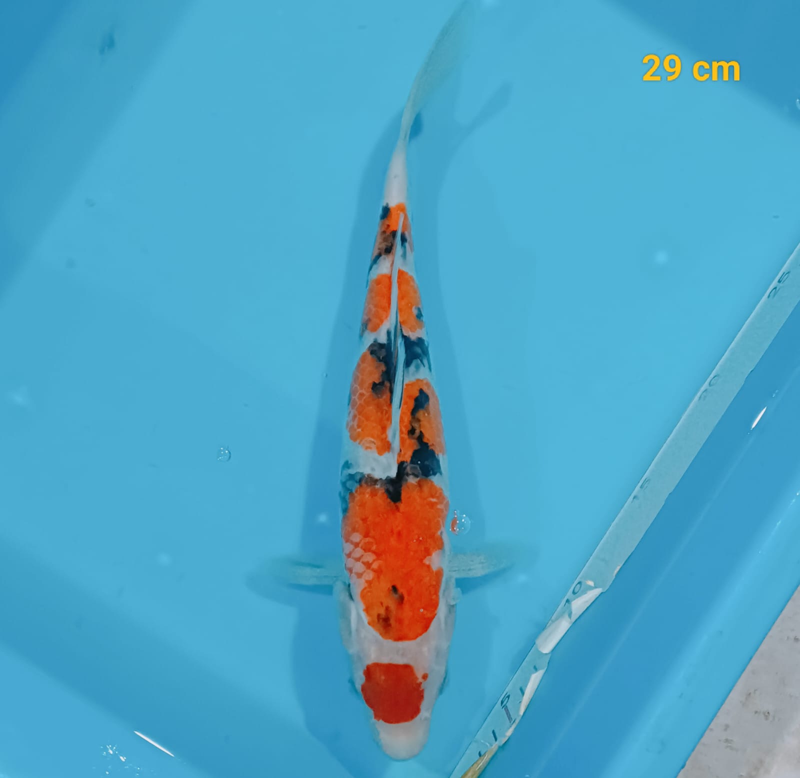 MARUTEN SHOWA 29cm