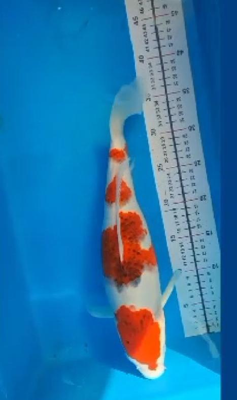 AIGOROMO 40cm FEMALE LOKAL