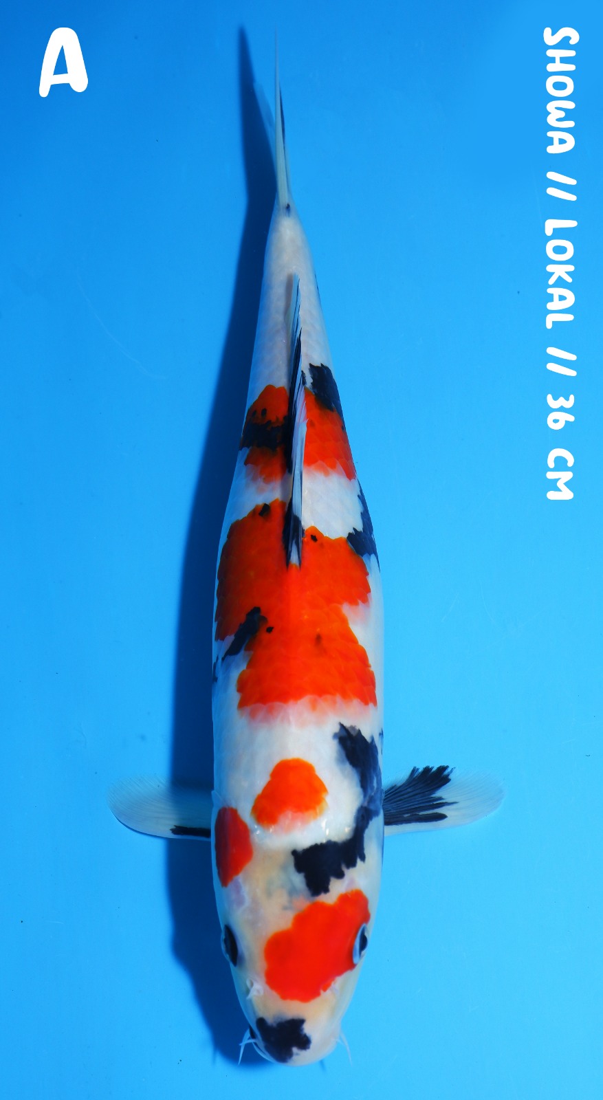 SHOWA 36cm