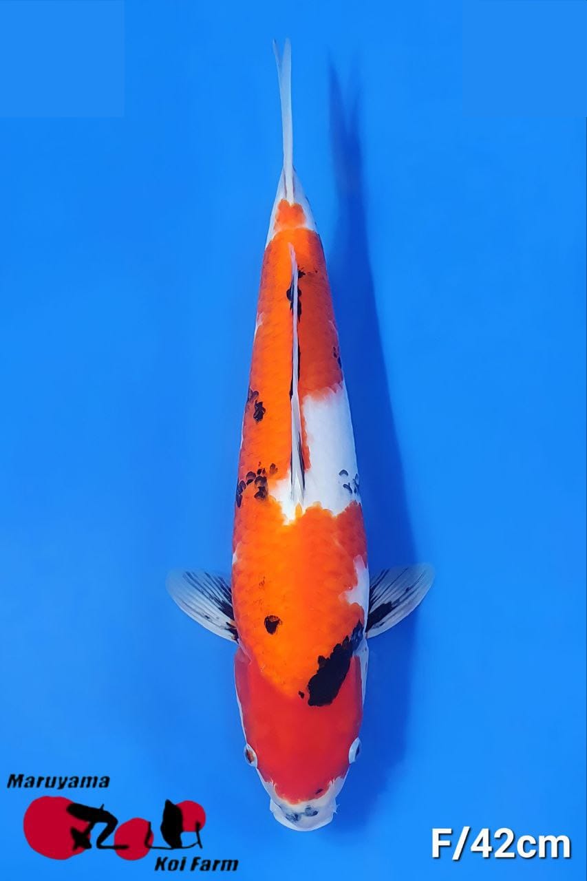 SHOWA 42cm