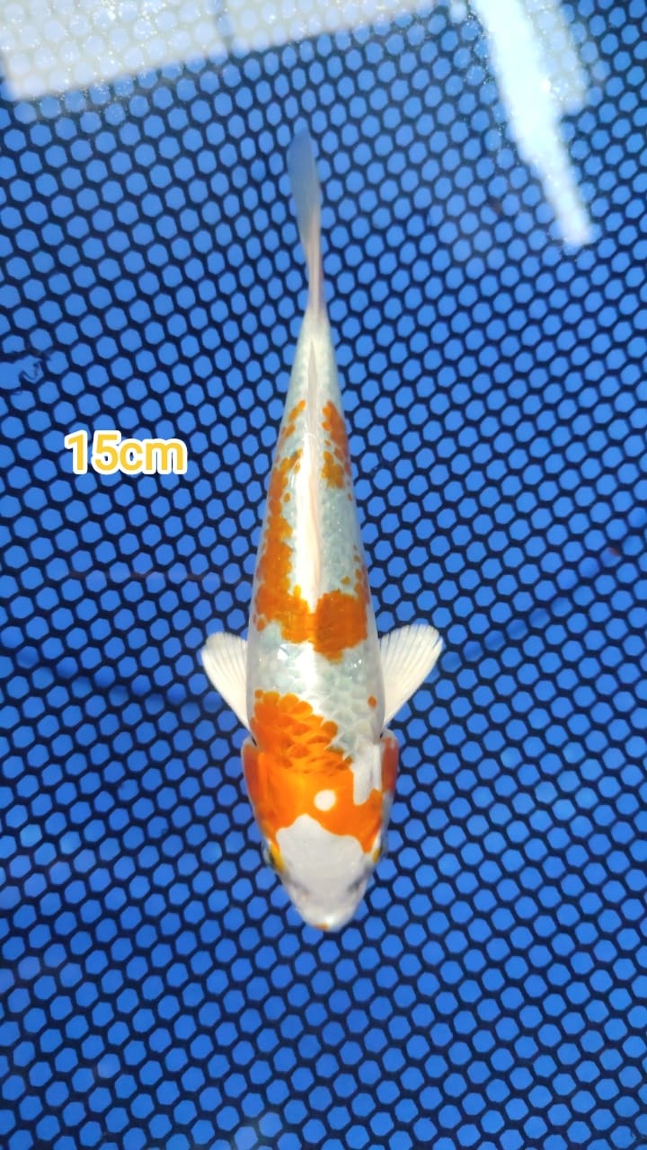 HARIWAKE 15cm