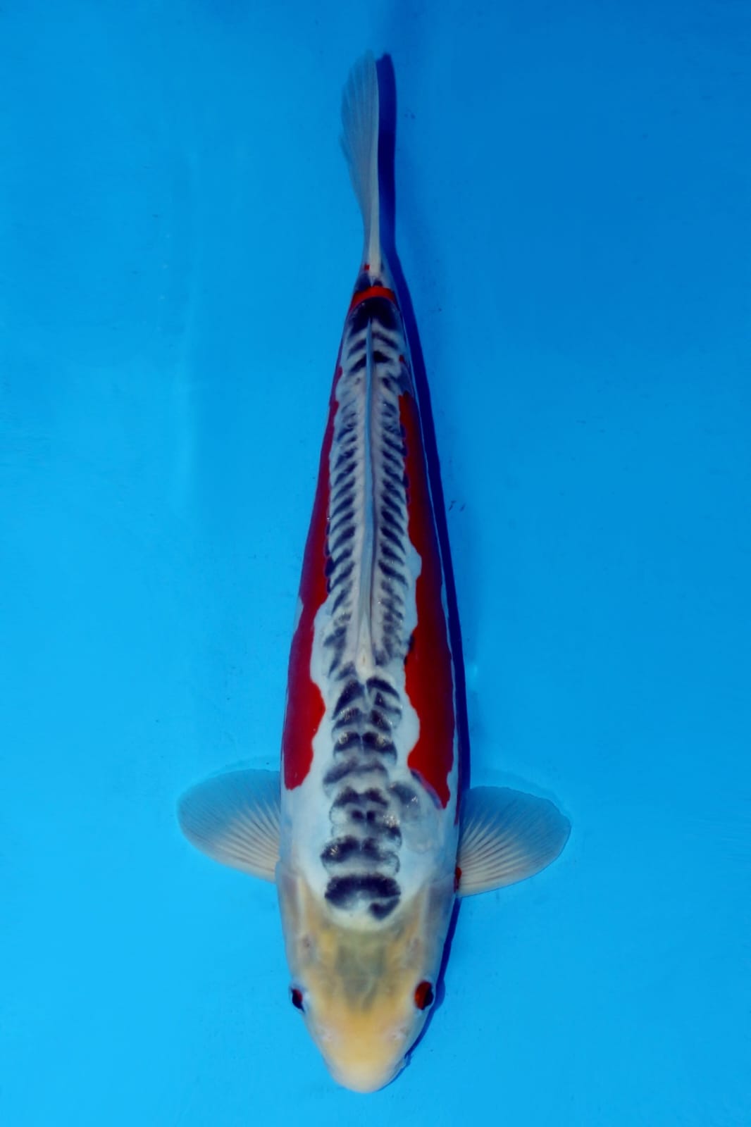 SHUSUI 35cm