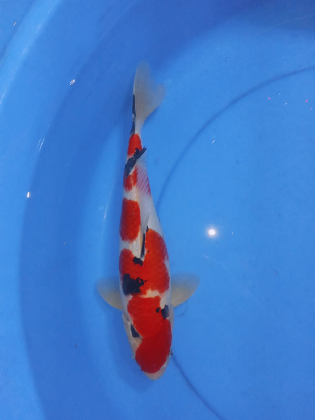 SANKE TSUBOSUMI 28cm