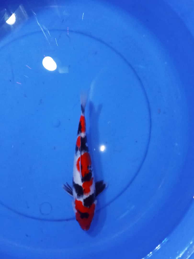 SHOWA SANSOKU 27cm