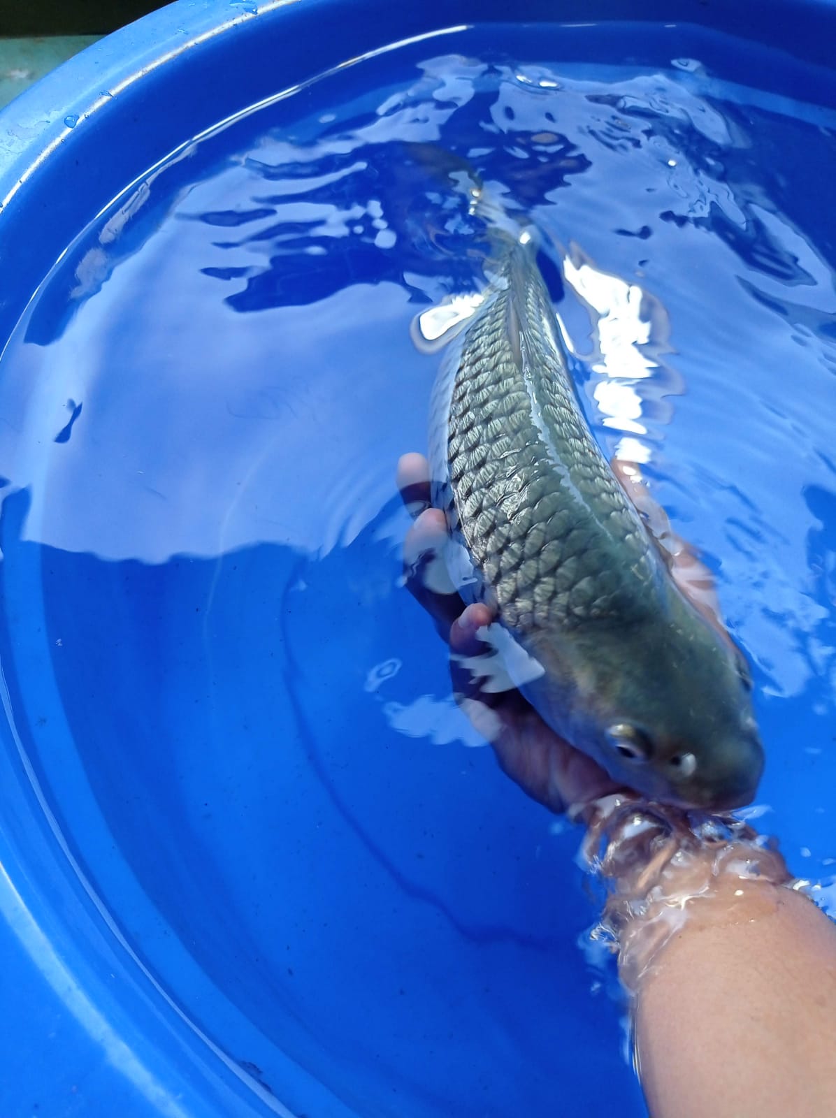 Ikan Koi SORAGOI BLACK DIAMOND FULL GINRIN MUNUK 40cm, lelang koi SORAGOI BLACK DIAMOND FULL GINRIN MUNUK 40cm, jual koi SORAGOI BLACK DIAMOND FULL GINRIN MUNUK 40cm, beli koi SORAGOI BLACK DIAMOND FULL GINRIN MUNUK 40cm, Lelang Koi Online, Jual Beli Ikan Koi, Pusat Jual Beli Koi, Info Lelang Koi Hari Ini, Platform Jual Beli Koi, Jual Beli Ikan Koi Online, Marketplace Ikan Koi, Jual Koi Terbaik, Tempat Beli Koi Berkualitas, Pasar Ikan Koi Online Terpercaya, Penjual Ikan Koi Terpercaya, Beli Koi Hias Online, Ikan Koi untuk Dijual, Koi Kualitas Terbaik, Toko Online Ikan Koi, Koi Hias Untuk Dijual, Jual Beli Ikan Koi Lokal, Koi Indonesia Online, Pusat Jual Beli Koi Terbesar