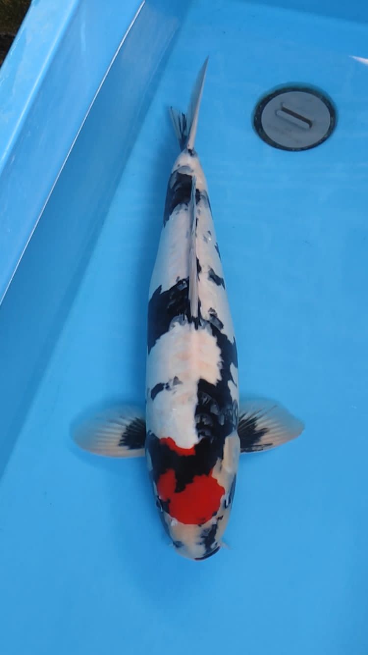TC SHOWA DOITSU 53cm