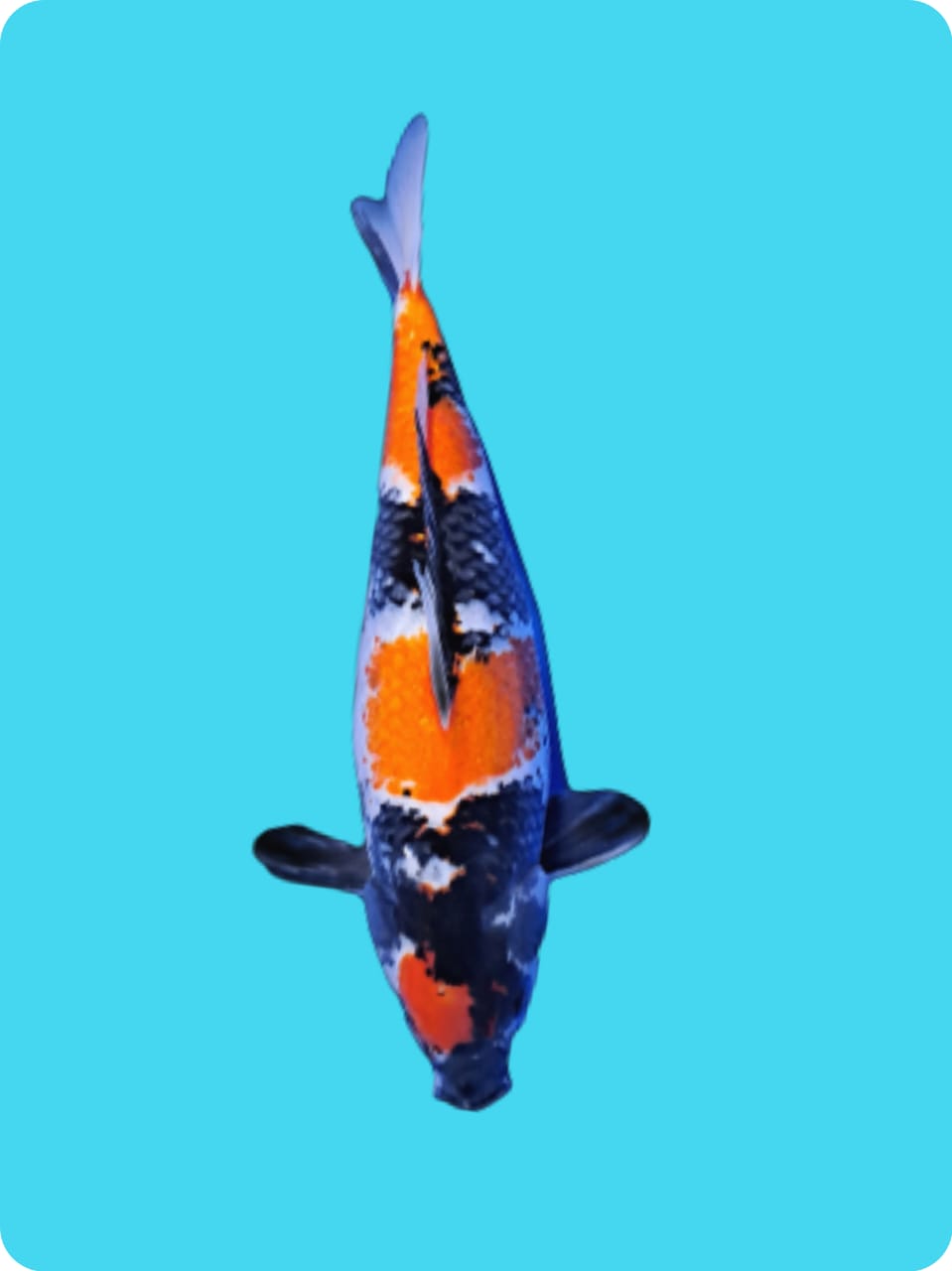 MARUTEN SHOA 50cm
