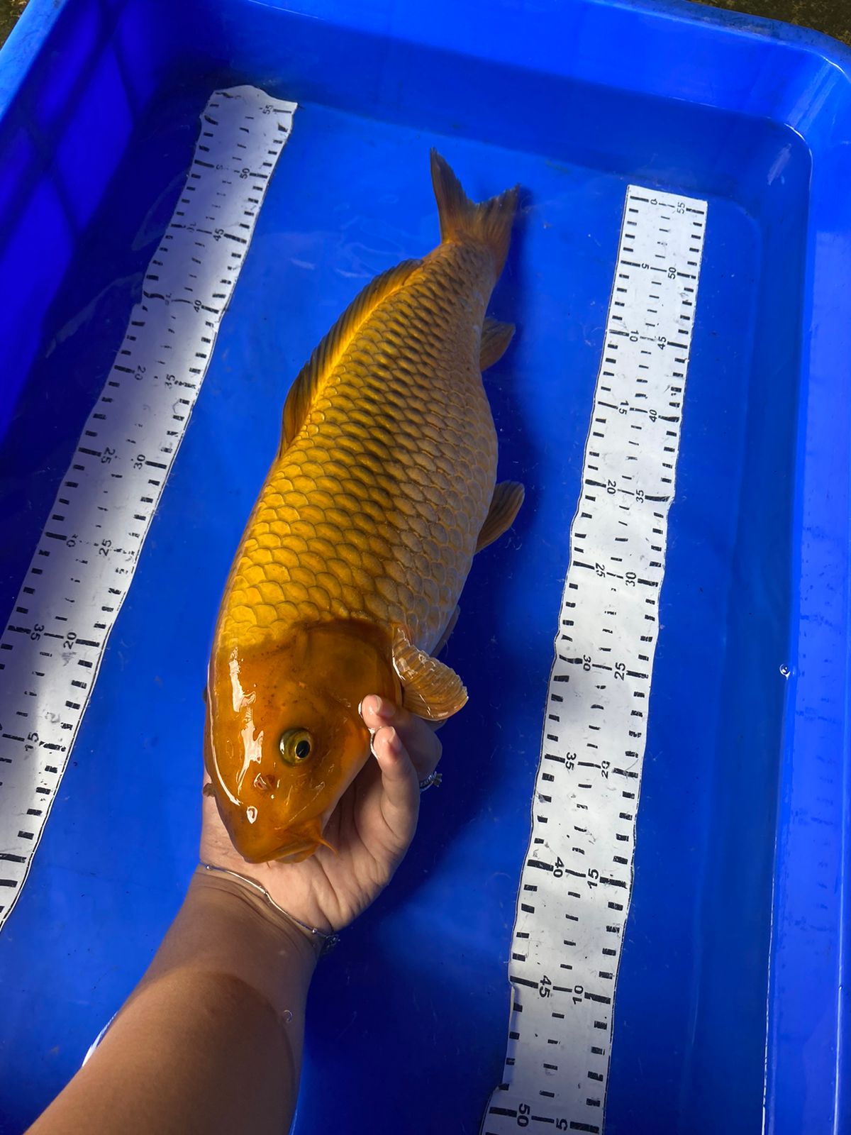 CAGOI SHORT BODY 41cm